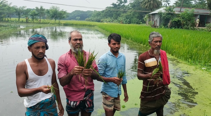 ভোলায় টানা বৃষ্টিতে তলিয়ে গেছে আমনের বীজতলা